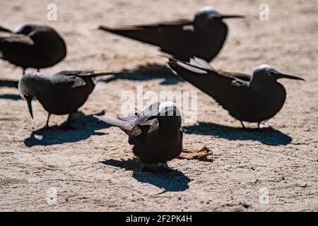 Noddy à capuchon blanc ou Black Noddy Terns, Anous minutus, niche par milliers sur l'île Heron, Grande barrière de corail, Australie. Banque D'Images