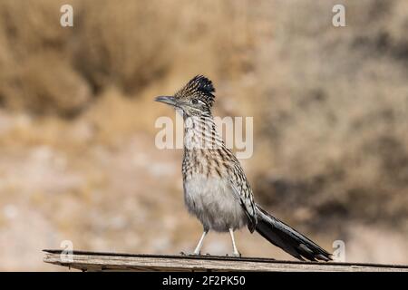 Un grand roadrunner, Geococcyx californianus, au sommet d'un hangar dans le désert de Mojave, dans le sud du Nevada. Banque D'Images