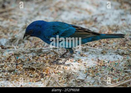 Un mâle Indigo Bunting, Passerina cyanoa, dans les couleurs de reproduction à la Venta Park, Villahermosa, Mexique Banque D'Images