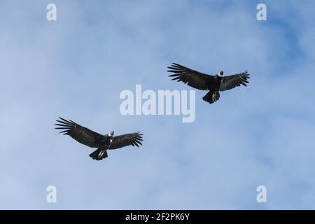 Deux condors andins femelles, Vultur gryphus, qui survolent le parc national de Los Glaciares près d'El Chalten, en Argentine. Un site classé au patrimoine mondial de l'UNESCO dans le P Banque D'Images