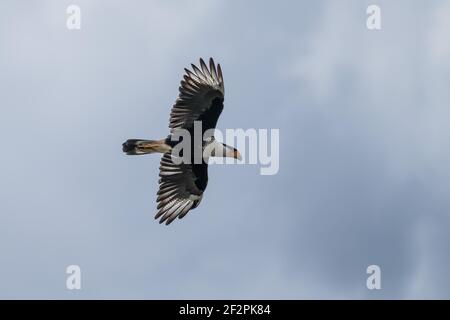 Le Caracara à crête du Nord, Caracara chériway, se trouve du sud du Texas au nord de l'Amérique du Sud. C'est souvent un Trésor et peut être vu huntin Banque D'Images