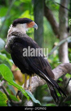 Le Caracara à crête du Nord, Caracara chériway, se trouve du sud du Texas au nord de l'Amérique du Sud. C'est souvent un Trésor et peut être vu huntin Banque D'Images