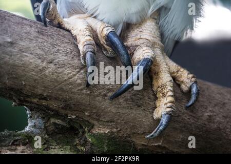 Un gros plan des talons de l'aigle Harpy, Harpia harpyja, le plus grand et le plus puissant des rapaces des Amériques. Banque D'Images