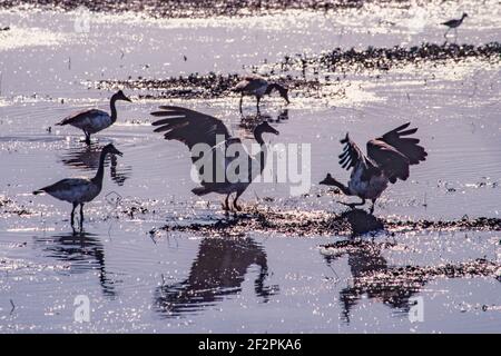 La Bernache du Magpie, Anseranas semipalmata, est un oiseau d'eau commun en Australie et dans le sud de la Nouvelle-Guinée. Banque D'Images