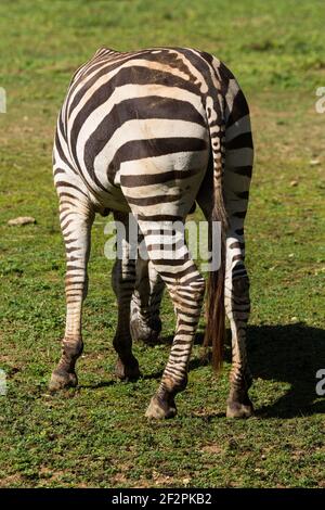 Le zèbre de Grant (Equus quagga boehmi) est la plus petite des six sous-espèces du zèbre des plaines. Zoo national de la République dominicaine, Saint-Domingue. Banque D'Images