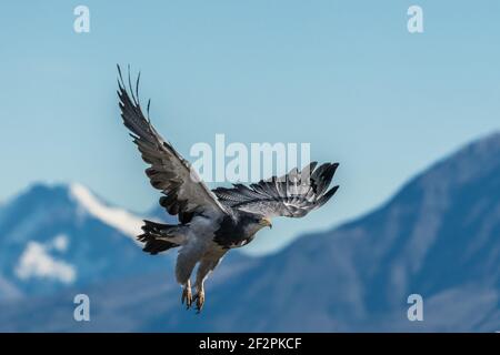 Le Buzzard-Eagle à tête noire, Geranoaetus melanoleucus, est un grand faucon semblable à un aigle que l'on trouve dans les Andes d'Amérique du Sud. Photographié ici Banque D'Images