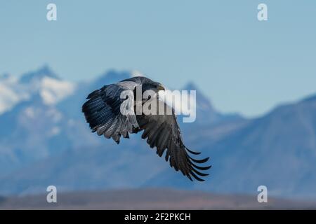 Le Buzzard-Eagle à tête noire, Geranoaetus melanoleucus, est un grand faucon semblable à un aigle que l'on trouve dans les Andes d'Amérique du Sud. Photographié ici Banque D'Images