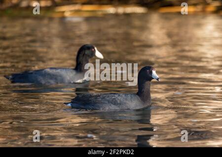 Le coot américain - Fulica americana, est également connu sous le nom de Mud Hen. Il est souvent confondu avec un canard, mais il n'a pas de pieds à toile. Banque D'Images