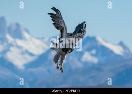 Le Buzzard-Eagle à tête noire, Geranoaetus melanoleucus, est un grand faucon semblable à un aigle que l'on trouve dans les Andes d'Amérique du Sud. Photographié ici Banque D'Images