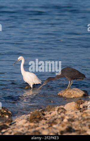 L'Egret de la barrière de corail orientale ou Heron de la barrière de corail du Pacifique, Egretta sacra, vit et vit sur l'île Heron, dans la Grande barrière de corail en Australie. Banque D'Images