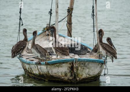 Une pelle ou un escadron de Pélican brun immature, Pelecanus occidentalis, perché sur un bateau de samll dans la Réserve de biosphère de Ria Lagartos, un monde de l'UNESCO Banque D'Images