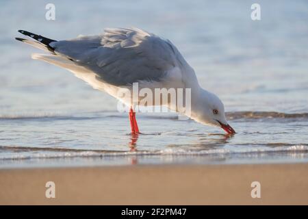 Un mouette qui se trouve au bord de l'eau Banque D'Images