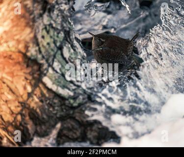 Wren dans la forêt d'hiver Banque D'Images