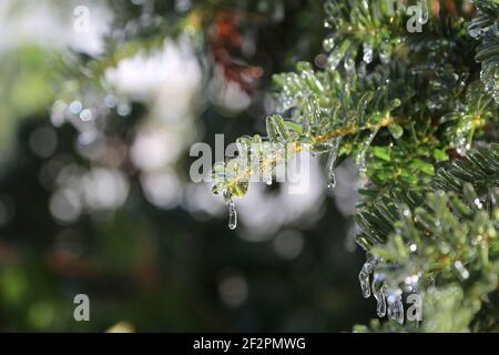 Branches de sapin couvertes de glace tempête d'hiver avec doux flou fond blanc et vert et gros plan des aiguilles de branches de pin avec un traîneau à pluie verglaçante Banque D'Images