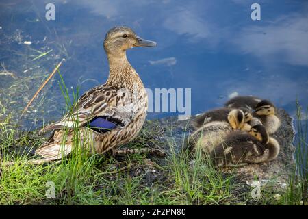 Canard avec canetons sur la rive de la rivière. Banque D'Images