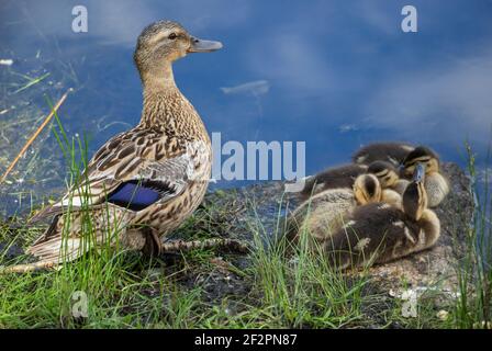 Canard avec canetons sur la rive de la rivière. Banque D'Images