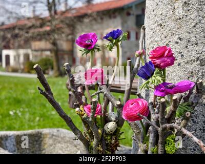 Ranunculus et anemones en deux arrangements floraux avec des branches d'arbres fruitiers coupées sur un bassin de fontaine en pierre, en arrière-plan une ferme bavaroise Banque D'Images