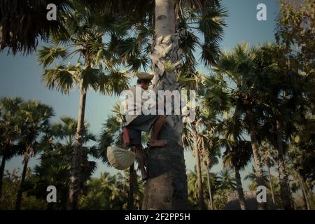 Andreas Mooy escaladant un palmier lontar pour récupérer la sève de l'arbre, dans le village d'Oehandi, île de Rote, Nusa Tenggara est, Indonésie. Les sips seront plus tard bouillis pour faire du sucre de palme, une autre source de revenu pour les communautés vivant dans l'île. Banque D'Images