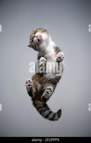 vue de dessous d'un chat britannique de shorthair blanc tabby debout sur table en verre transparent avec espace de copie Banque D'Images