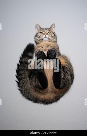 vue de dessous de tabby chat assis sur une table en verre transparent regarder vers le bas l'appareil photo avec l'espace de copie Banque D'Images