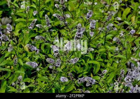 Feuilles et fleurs de la vraie menthe poivrée, Mentha piperita, en été, Bavière, Allemagne, Europe Banque D'Images