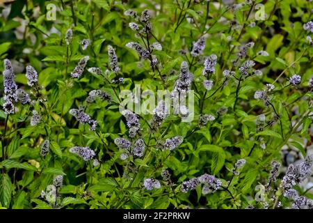 Feuilles et fleurs de la vraie menthe poivrée, Mentha piperita, en été, Bavière, Allemagne, Europe Banque D'Images