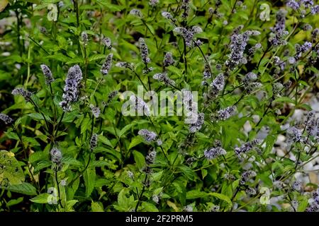 Feuilles et fleurs de la vraie menthe poivrée, Mentha piperita, en été, Bavière, Allemagne, Europe Banque D'Images