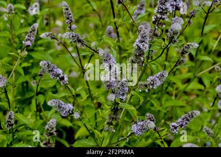 Feuilles et fleurs de la vraie menthe poivrée, Mentha piperita, en été, Bavière, Allemagne, Europe Banque D'Images