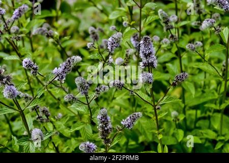 Feuilles et fleurs de la vraie menthe poivrée, Mentha piperita, en été, Bavière, Allemagne, Europe Banque D'Images