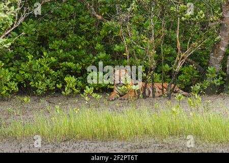 Tigre du Bengale mâle adulte dominant assis à l'extérieur de la forêt, au bord de la rivière, dans la réserve de tigres de Sundarban, Bengale occidental, Inde Banque D'Images