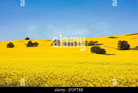 Récolte de canola en Australie Banque D'Images