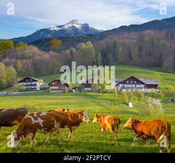 Les vaches sur l'Alpage de l'Autriche, l'Autriche, Salzburger Land Banque D'Images