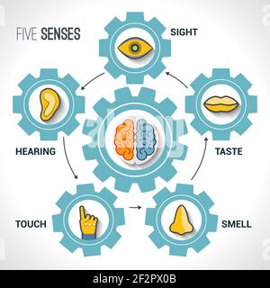 Concept de cinq sens avec icônes d'organes humains et cerveau en images vectorielles de roues dentées. Illustration de Vecteur