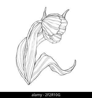 Tulipe d'art monoligne de style dessin animé plat. Fleur sauvage de printemps avec feuilles en style contour. Symbole de la Fête des femmes et de la Fête des mères. Illustration de Vecteur