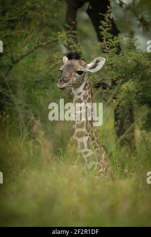 Girafe de bébé Masai couchée dans des buissons Banque D'Images
