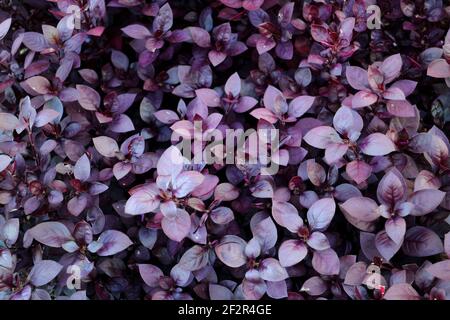 Gros plan de la petite feuille de rubis violet alteranthera dentata fleurir dans un jardin sous la lumière du soleil à Brisbane Australie Banque D'Images