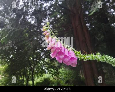 De magnifiques boeufs accrochés sur un sentier dans la région rurale de Cornwall Banque D'Images