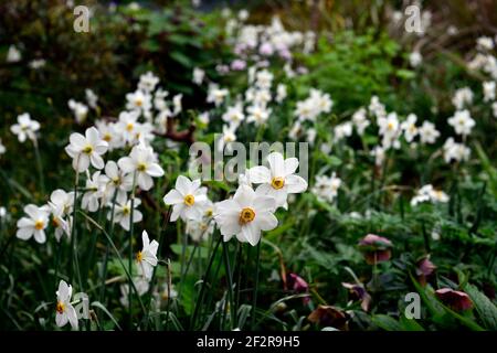 Narcissus poeticus var recurvus,oeil de vieux faisan,fleurs blanches,fleurs de printemps,floraison,printemps dans le jardin, RM Floral Banque D'Images