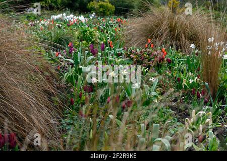 narcissus carillons d'argent,tulipa recreido,tulipa amour durable,tulipa orange ballerina,allium,alliums,tulipe,tulipes,mélange de plantation,mixte bordure, spr Banque D'Images