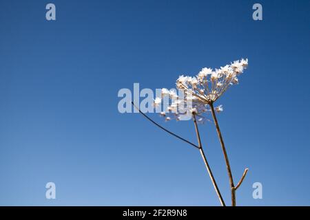 Fleur de Chervil séchée recouverte de neige Banque D'Images