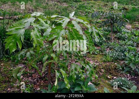 RM Floral,feuilles vertes brillantes,feuillage,feuilles attrayantes,plante tropicale,exotique,schefflera delavayi Banque D'Images