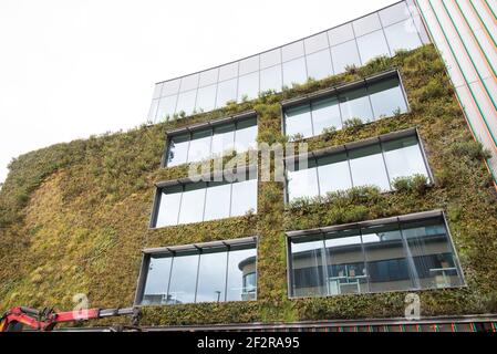 Living Green Wall vertical Garden MTV Studios Channel 5 Studios Hawley Crescent Camden Town par Jacobs Webber Biotecture Banque D'Images