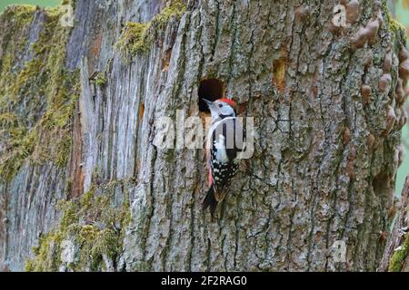 Une femelle adulte de la forêt de Bialowieza (Dendrocoptes medius), à un trou de nid dans la forêt de Bialowieza, en Pologne Banque D'Images