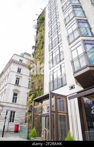 Living Green Wall vertical Garden The Athenaeum Hotel & Residences 116 Piccadilly vertical Garden par Kinnersley Kent Design Patrick blanc Banque D'Images