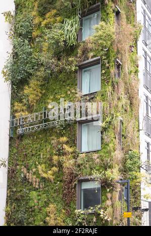 Living Green Wall vertical Garden The Athenaeum Hotel & Residences 116 Piccadilly vertical Garden par Kinnersley Kent Design Patrick blanc Banque D'Images