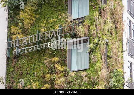Living Green Wall vertical Garden The Athenaeum Hotel & Residences 116 Piccadilly vertical Garden par Kinnersley Kent Design Patrick blanc Banque D'Images