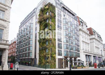 Living Green Wall vertical Garden The Athenaeum Hotel & Residences 116 Piccadilly vertical Garden par Kinnersley Kent Design Patrick blanc Banque D'Images
