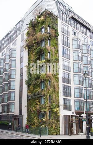 Living Green Wall vertical Garden The Athenaeum Hotel & Residences 116 Piccadilly vertical Garden par Kinnersley Kent Design Patrick blanc Banque D'Images