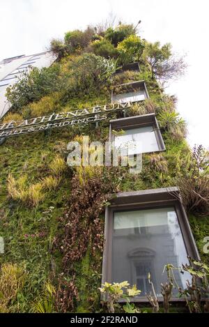Living Green Wall vertical Garden The Athenaeum Hotel & Residences 116 Piccadilly vertical Garden par Kinnersley Kent Design Patrick blanc Banque D'Images