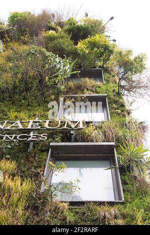 Living Green Wall vertical Garden The Athenaeum Hotel & Residences 116 Piccadilly vertical Garden par Kinnersley Kent Design Patrick blanc Banque D'Images